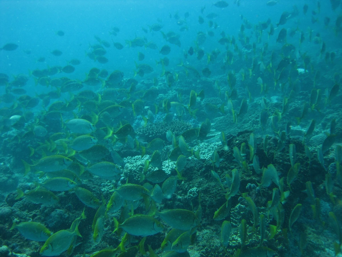 Tropical fish over the coral garden on the Moana eco snorkel cruise route in the Bora Bora lagoon, French Polynesia