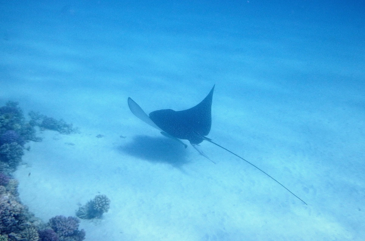 Spotted eagle ray over sandy lagoon bottom on the Rohivai half day lagoon safari route in Bora Bora, French Polynesia