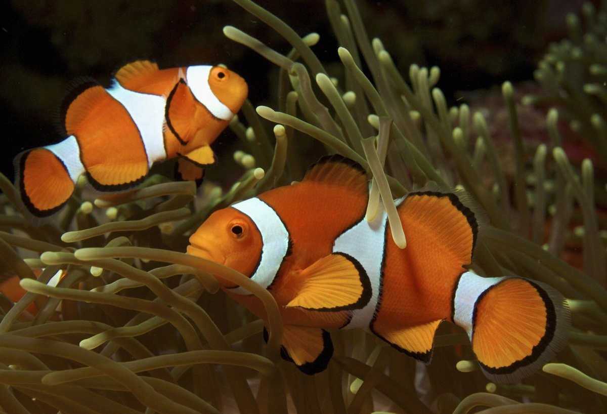 Clown anemonefish in its anemone on the coral reefs of the Bora Bora lagoon, French Polynesia