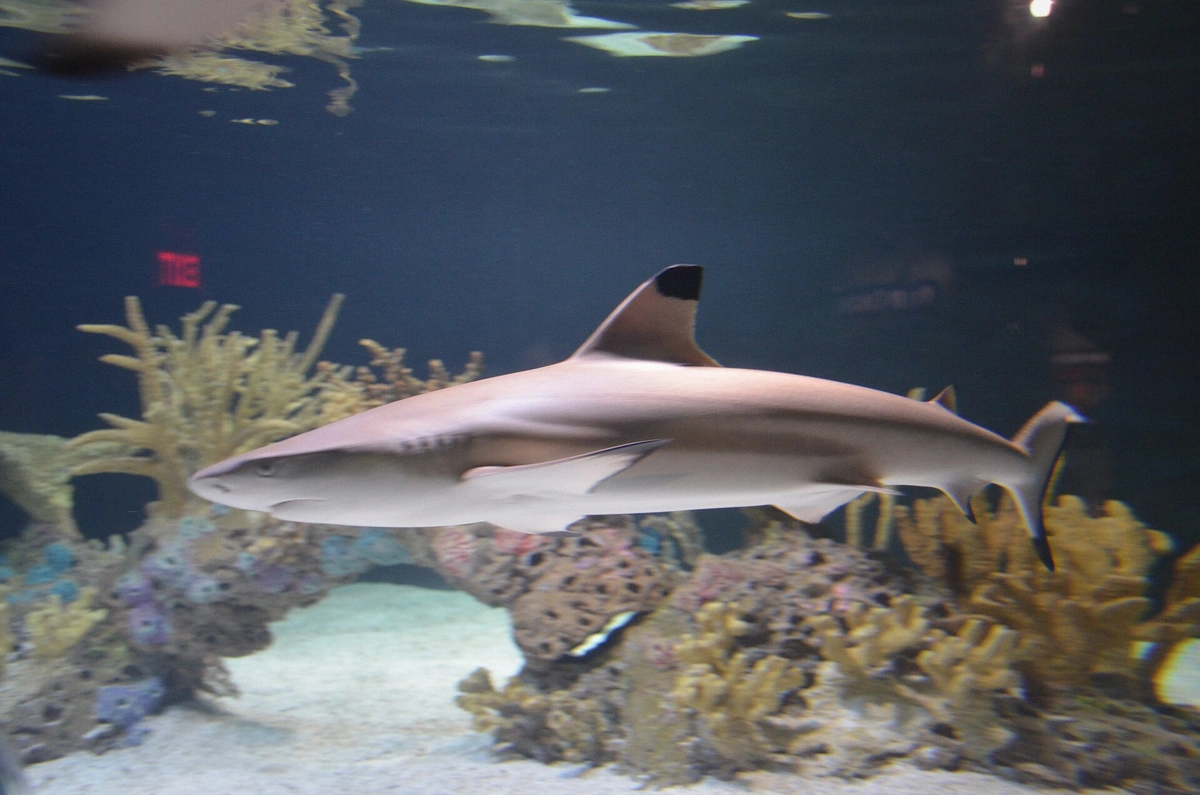 Blacktip reef shark cruising shallow water on a Bora Bora snorkeling tour, French Polynesia