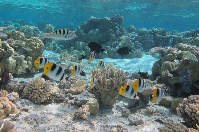 Small snorkel boat in clear turquoise water on the H2O half day shared snorkeling tour of Bora Bora, French Polynesia